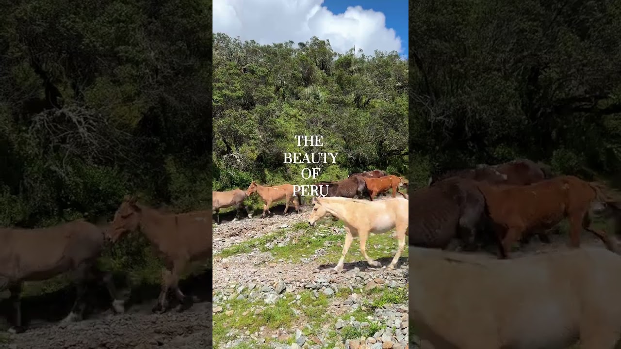 Experience the beauty of Peru 📌