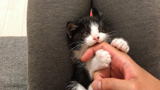 指を噛みたい子猫、噛まれたい飼い主
