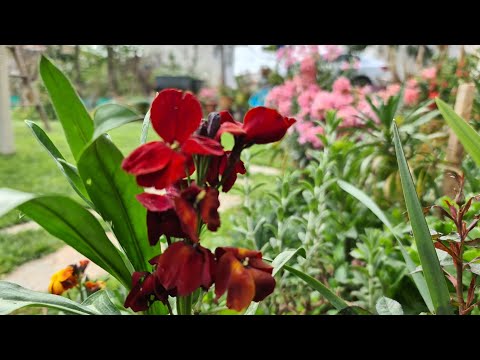 Video: Ülkedeki çiçek Tarhları: Hangisini Seçmeli?