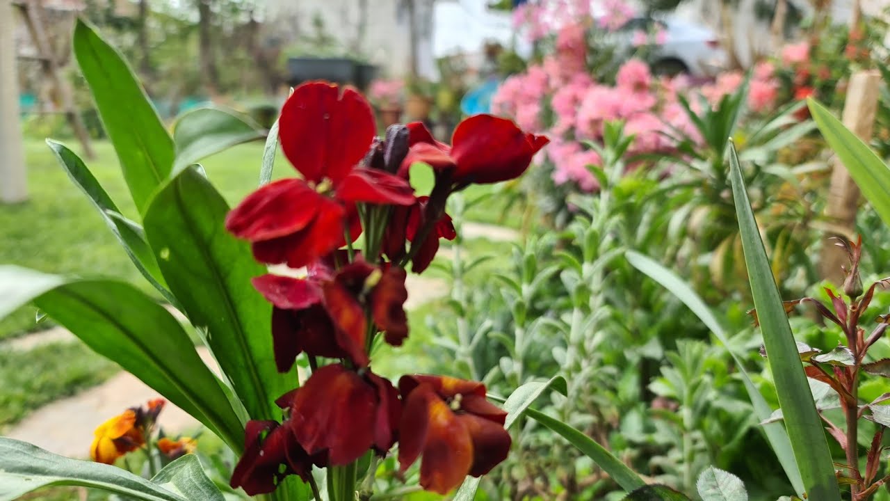 Soğuklara Dayanıklı Otsu - Rizomlu Çiçekler