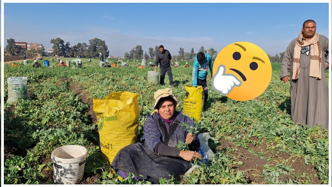 الفلاحة الفصيحه التي ابهرتني وهي بتشرح لي افضل طريقه لزراعة البسله والفرق بين البذره المستر والهندي