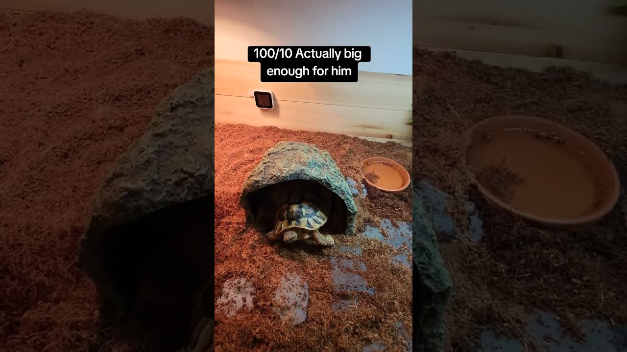 #pettortoise