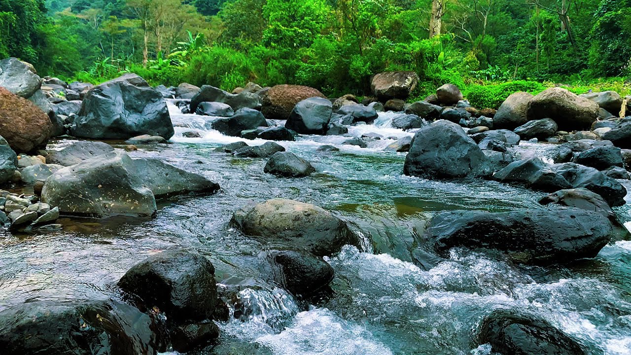 Healing Forest Sounds with Peaceful Stream and Birds for Inner Calm