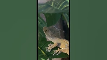 New crested gecko!
