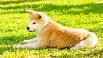 Understanding Akitas' Natural Instincts Around Wildlife