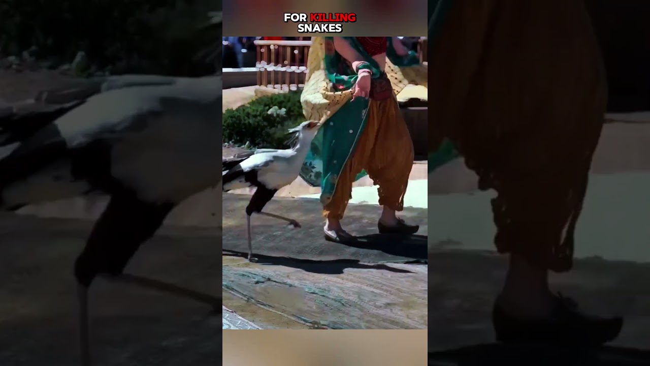 Secretary Bird: Snake Killer 