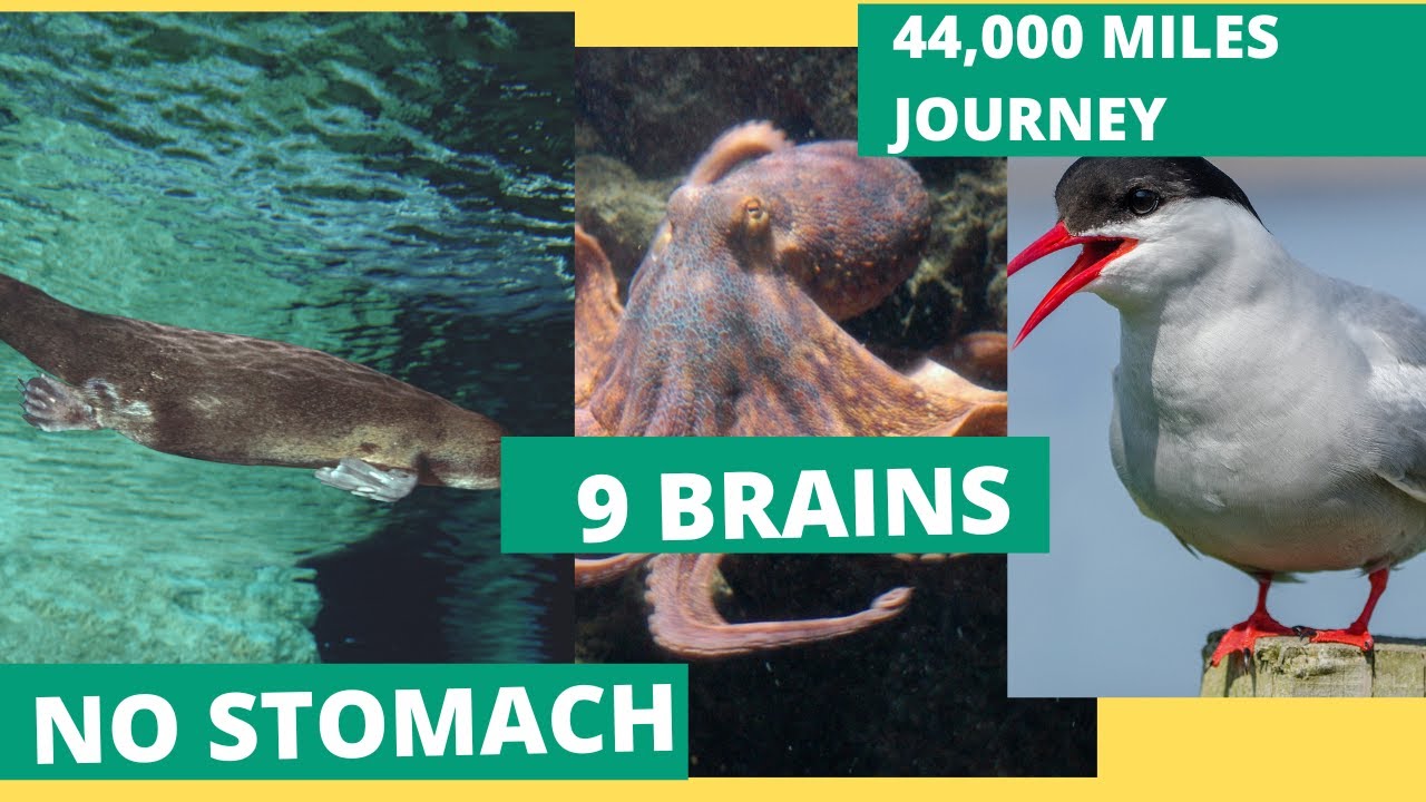 50+ Untold Animal Facts  Beyond Biology  