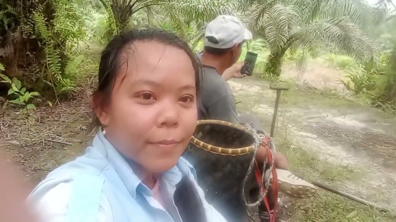 Hari pertama, kita panen buah sawit gais😅