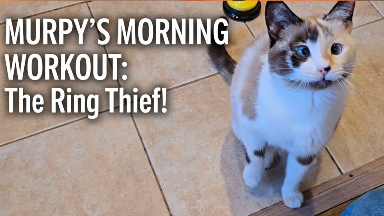 Snowshoe Logic: Who needs toys when you have a tripod?