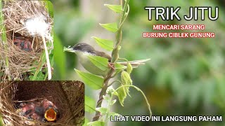 Cara Mencari Sarang Burung Ciblek Gunung//Trik Jitu Dalam 1 Menit Langsung Dapat Sarang dan Anaknya