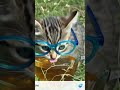 #коти #милота ##котик #котики