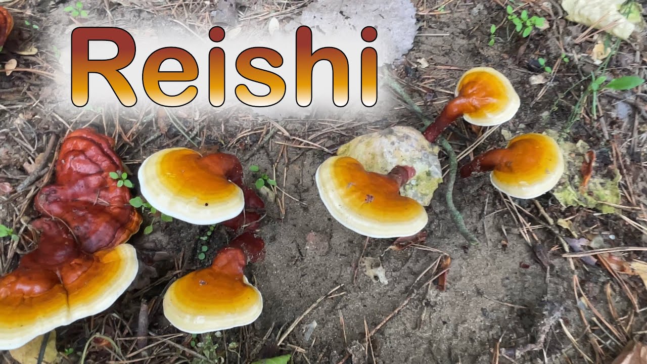 Outdoor Reishi Mushroom Cultivation YouTube Outdoor Reishi Mushroom Cultivation YouTube