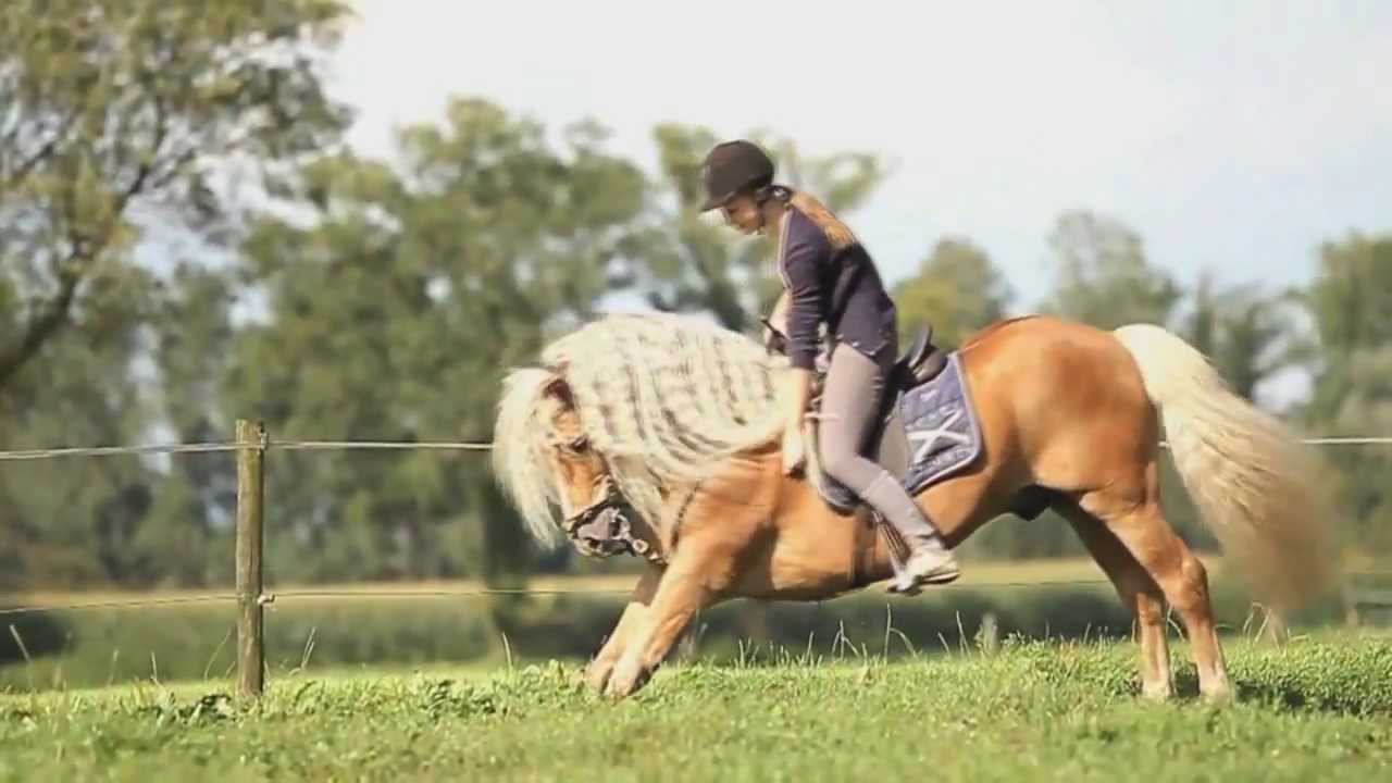 The Bond Between Horse & Rider YouTube