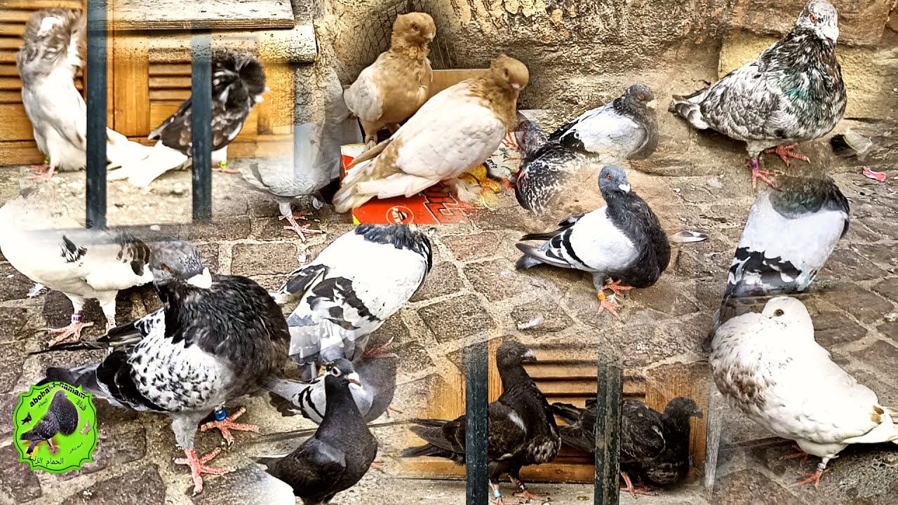 سوق الحمام وطويور في تطوان في تربية الحمام وطويور من المغرب تحياتي