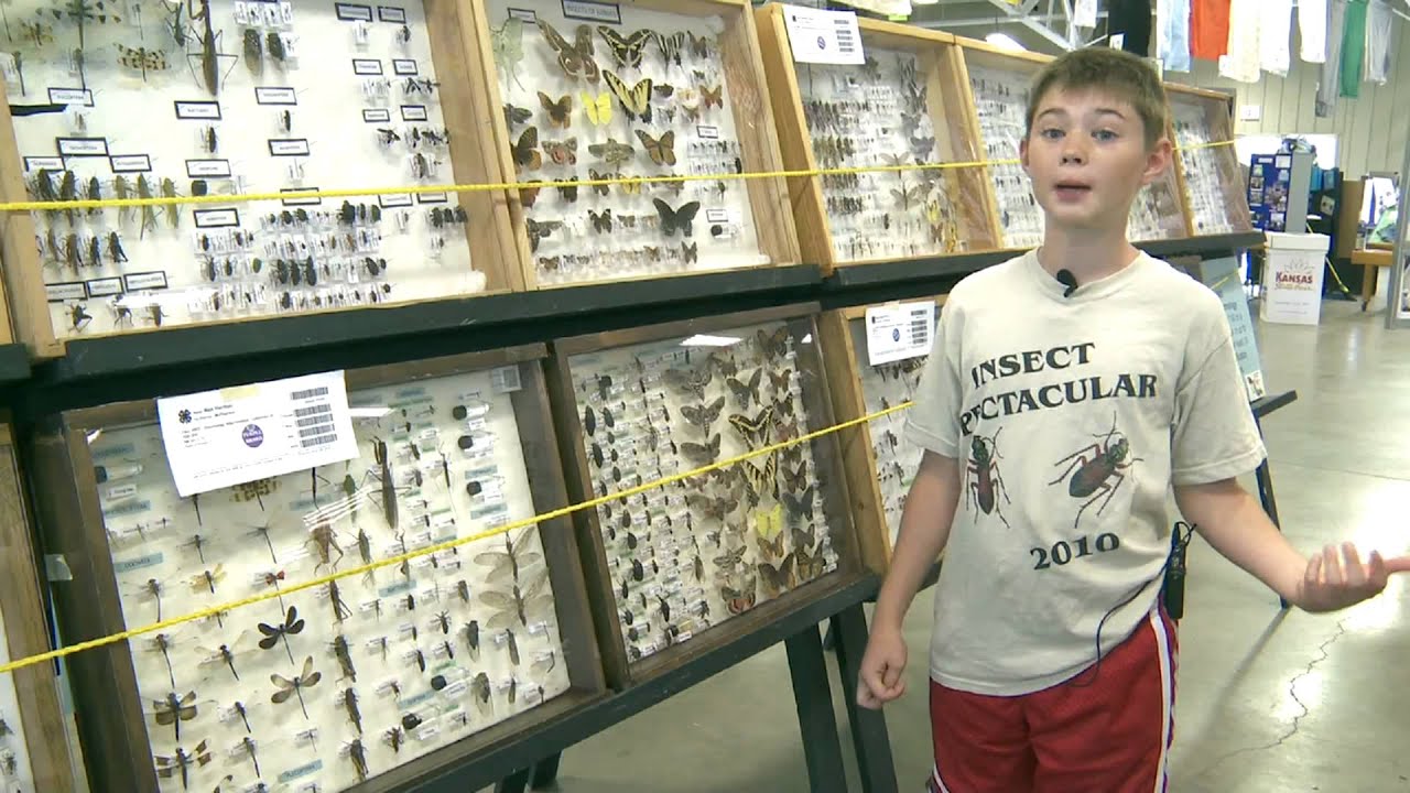 Kansas State Fair Max Harman's AwardWinning Insect Collection! YouTube
