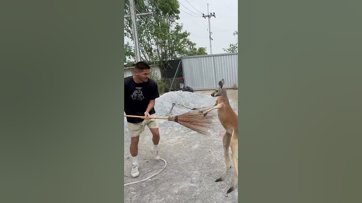 Risas Aseguradas  La Historia de Loco canguro y la escoba #short #humor #animals