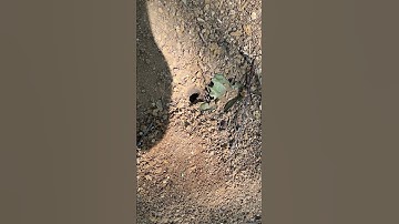 ANTS NEST? #nature #wildlife #southamerica  #plant #caterpillar #honduras #jungle #bugs