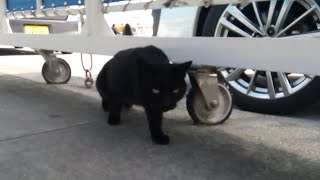 島に渡る連絡船に乗る桟橋では黒猫ちゃんがお見送りにきました。
