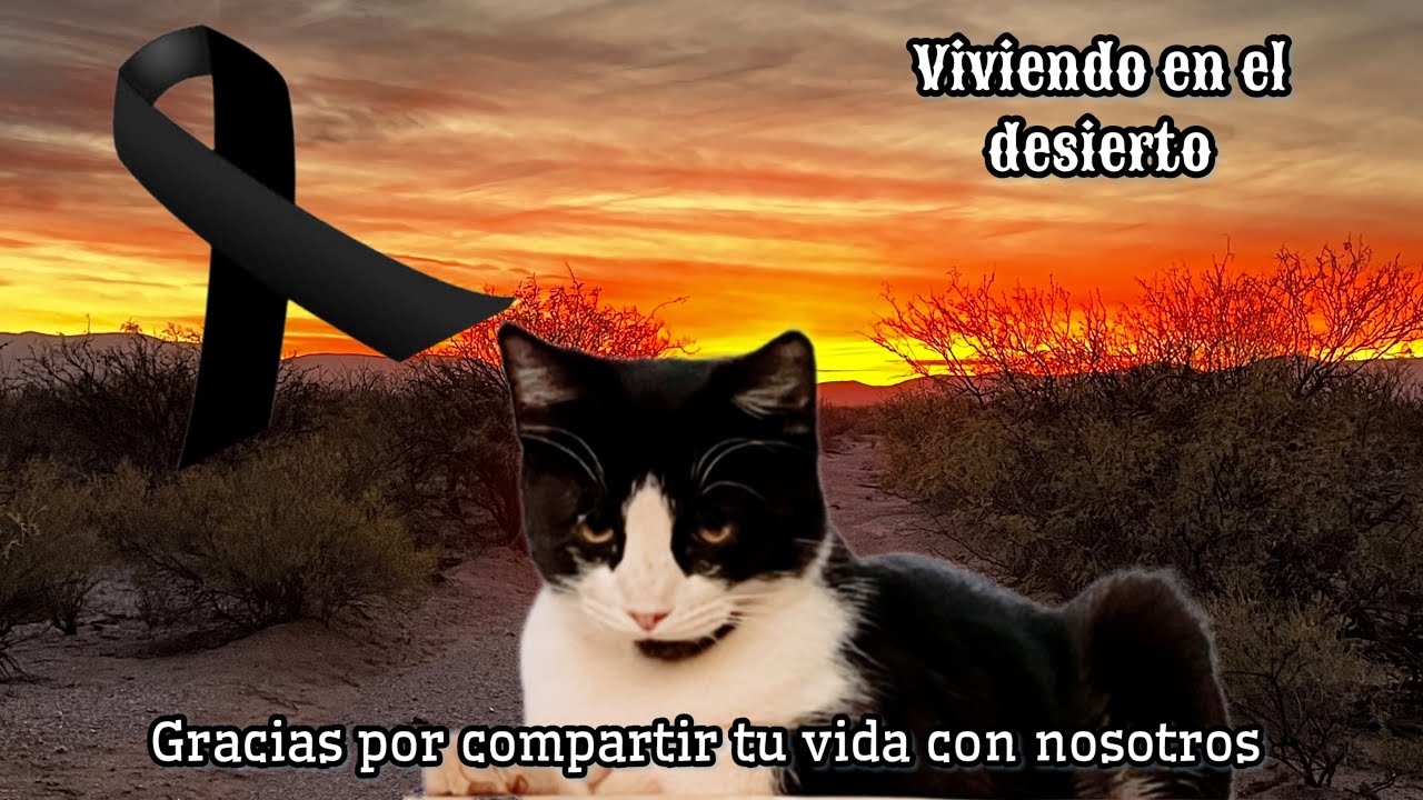 191~ MURIÓ FÍGARO // ASÍ SUCEDIÓ 💔 #vlog #rancho #campo