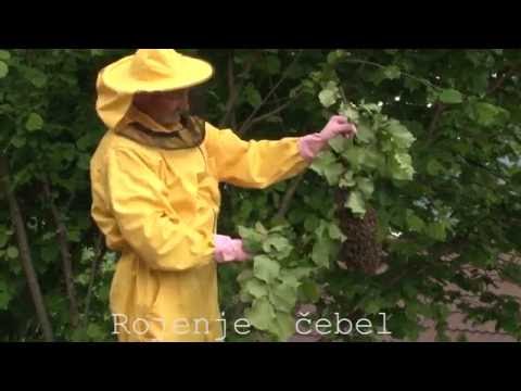 Video: Phacelia - Shramba Za čebele In Drugo