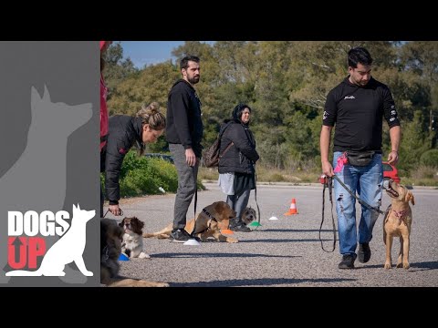 Βίντεο: Γιατί πρέπει να υιοθετήσετε ένα σκυλί από ένα καταφύγιο