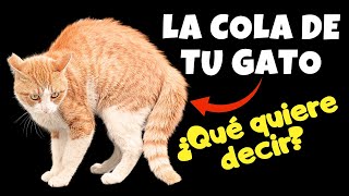 LENGUAJE  FELINO ¿Qué Significan los Movimientos de la COLA de Tu GATO? by Mascotas Sanas Y Felices 2,765 views 3 months ago 8 minutes, 35 seconds