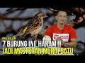 BAHAYA!! 7 Burung Ini Haram Dipakai Untuk Pemasteran Murai Batu!