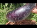 Ang dami kong napitas na bunga ng talong sa my little Garden
