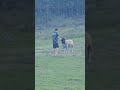 not today #ram #dorper #farm #foryou #farmlife #farmer #lifeisbutadream
