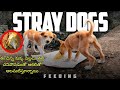 Feeding Stray puppies which lost there Mother dog