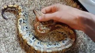 Famous Blood Python vs Boa Constrictor Profile