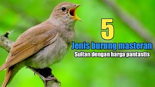 5 jenis burung masteran sultan bersuara merdu om indra mana mampu beli