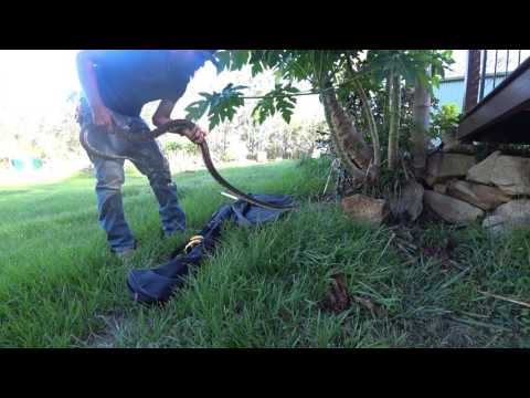 Catch and release of a nice carpet python