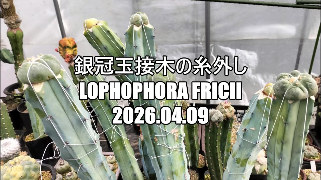 銀冠玉接木の糸外し Lophophora fricii 2026 04 09 - YouTube