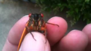 Cicada screaming
