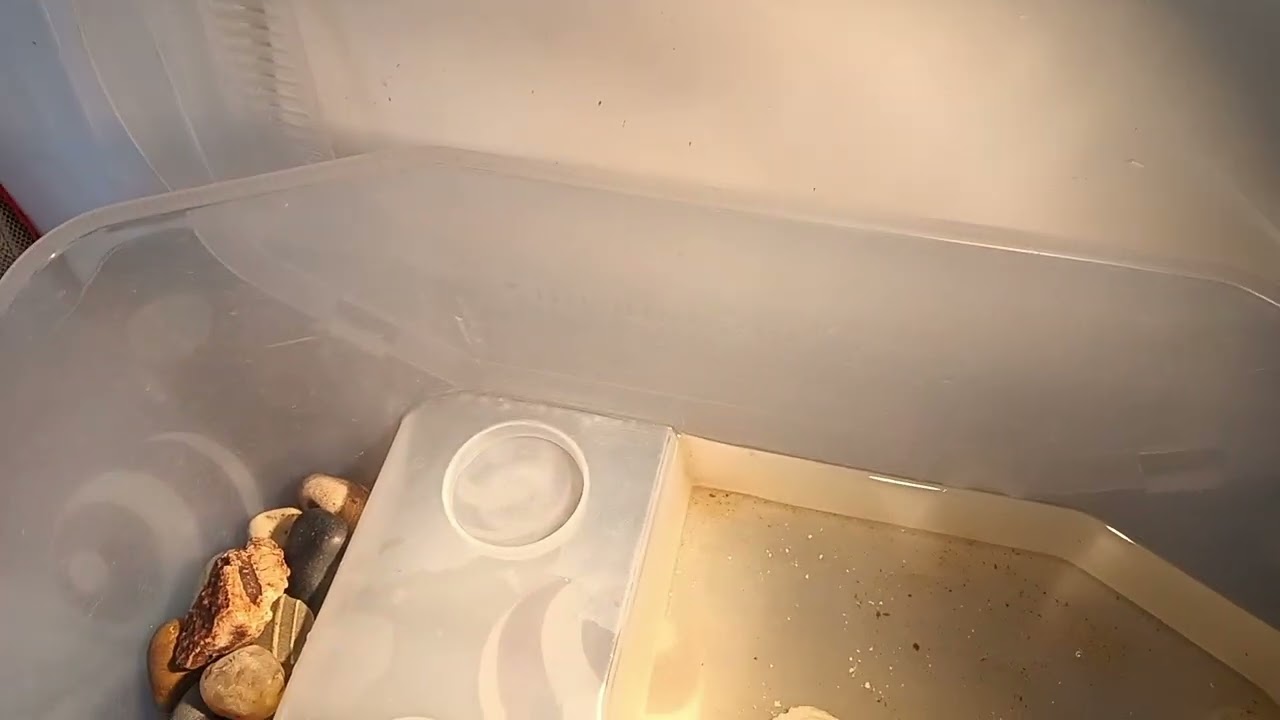 Turtle new basking light