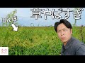 【悲報】田んぼの雑草がヤバすぎるからみんな見て。&全畑の現状を紹介