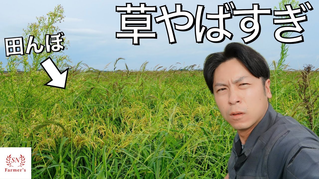 【悲報】田んぼの雑草がヤバすぎるからみんな見て。＆全畑の現状を紹介