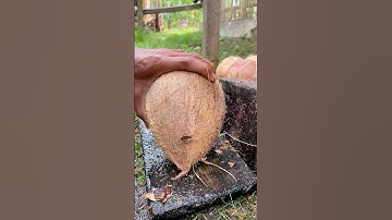 skill of removing cone coconut from its shell