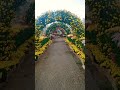 국화 터널 #shorts