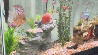 🐠 The Discus Bounced Back Fast After Their Water Changed!