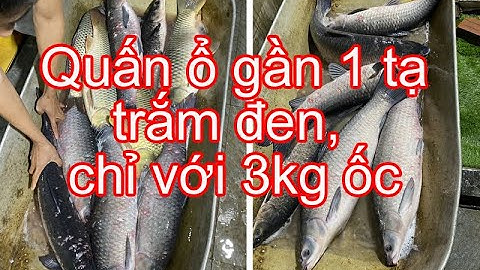 Mồi câu trắm đen, quấn ổ gần 1 tạ trắm đen, chỉ với 3kg ốc