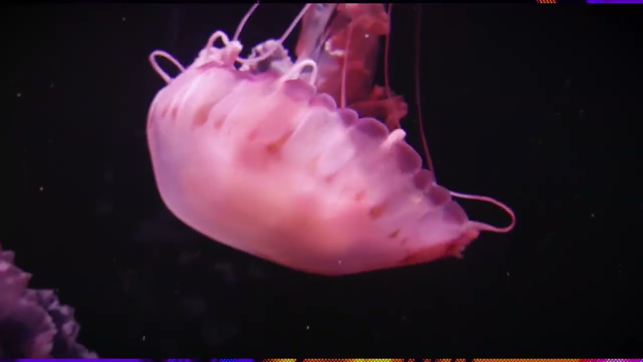 Analog Retro Overlay for Premiere Pro Templates