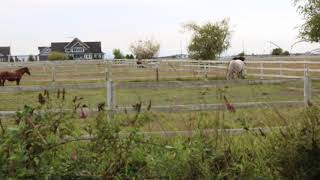 wishyouwerehere.watch 15 Minute Horses