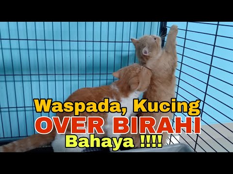 Video: Kitaran Seksual Dan Estrus Pada Kucing