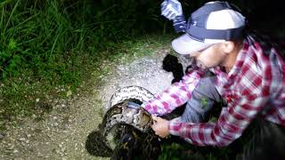 Python Hunting, Aligator Rescue!  Gator Vs Python!