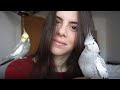Cose da sapere PRIMA di prendere un pappagallo! Pt. 1