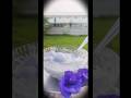 butterfly pea flower paal kozhukattai recipe in tamil#sweet #recipe #subscribe