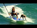 Dogs Paddleboard with Owner in Ocean