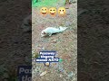 dog #funnymemes